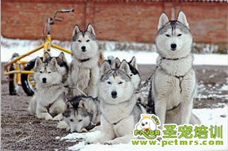 西伯利亞雪橇犬比較容易患皮膚病