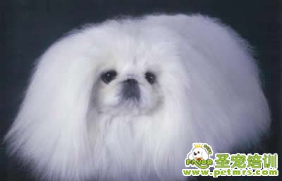 狗狗受孕的整個過程