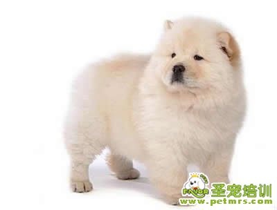 冬季帶狗狗外出應當注意狗狗的安全