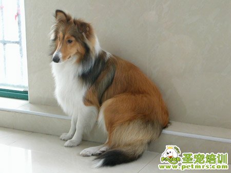 喜樂蒂日光性皮炎的診斷和治療方法