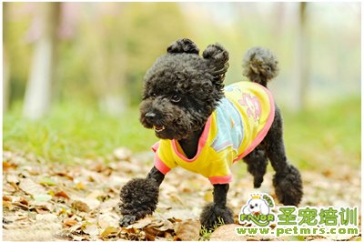 貴賓犬美容