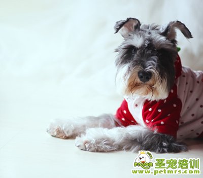 雪納瑞美容