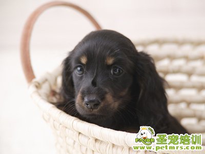 狗狗美容