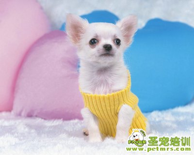 狗狗美容