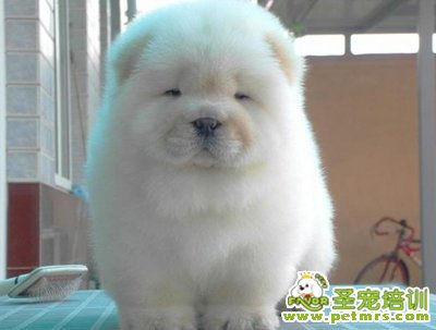 松獅犬美容