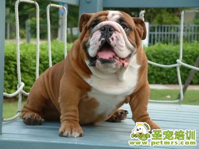 可愛狗狗