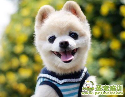 可愛的小狗