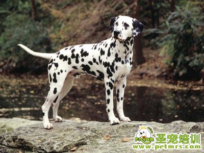 訓(xùn)練狗狗