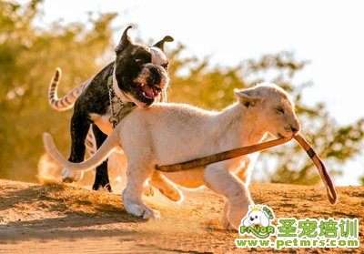 斗牛犬也當奶爸