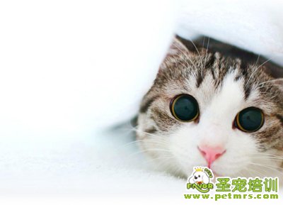 貓咪洗澡