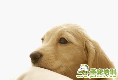 寵物狗狗醫療
