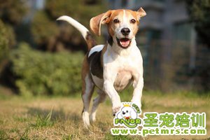 可愛狗狗