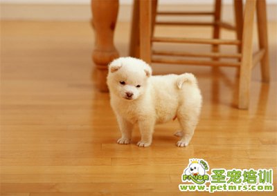 寵物狗狗美容