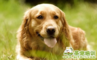 金毛犬