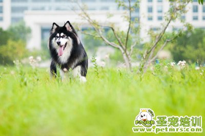 阿拉斯加雪橇犬