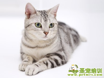 貓咪美容