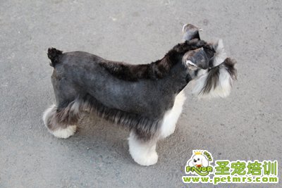 狗狗美容