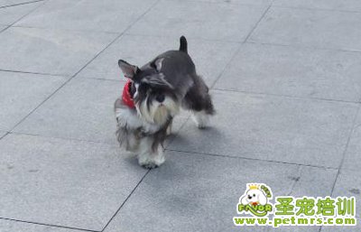 雪納瑞犬