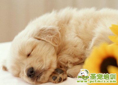 金毛狗狗