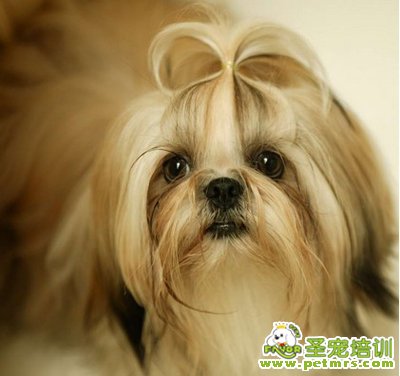 西施犬