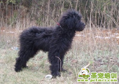西藏梗犬