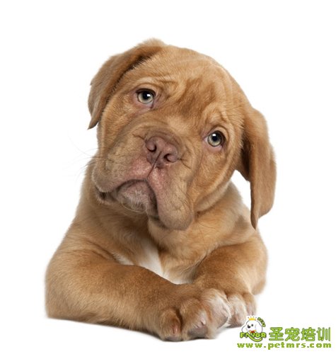 狗狗衰老的特征