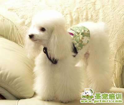 貴賓犬驅(qū)蟲