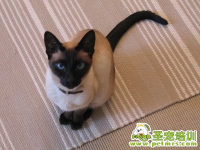 貓咪美容