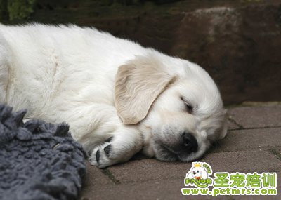 可愛狗狗
