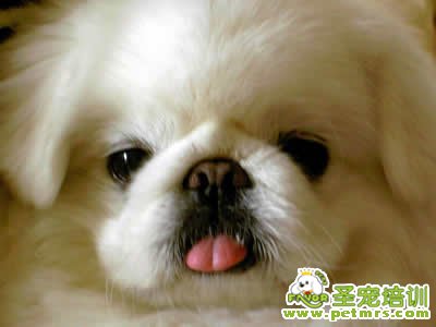 可愛的狗狗