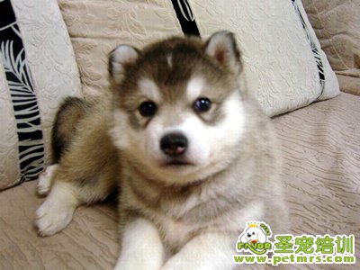 哈士奇幼犬