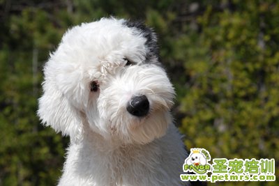 古代牧羊犬