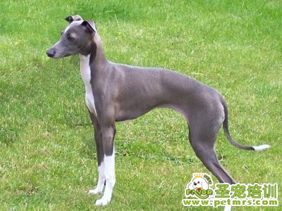靈緹犬