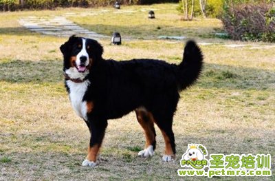 伯恩山犬