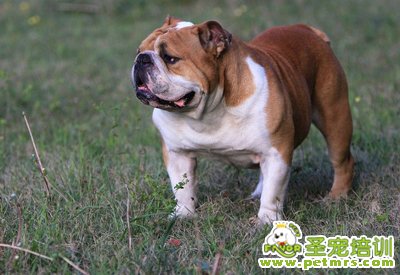 斗牛犬性格