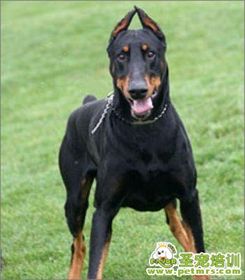 杜賓犬