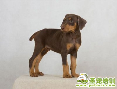 幼年杜賓犬