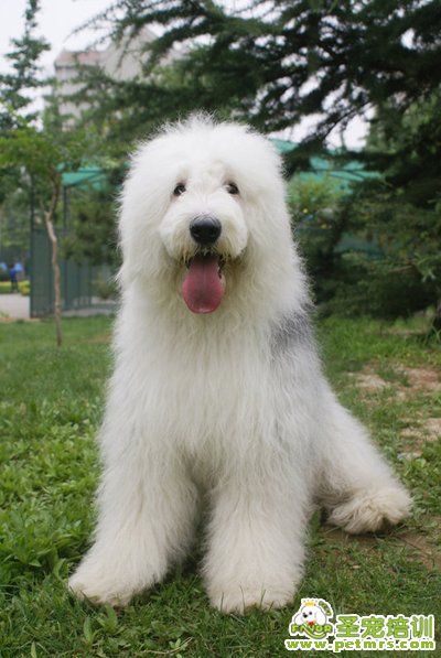 英國古代牧羊犬