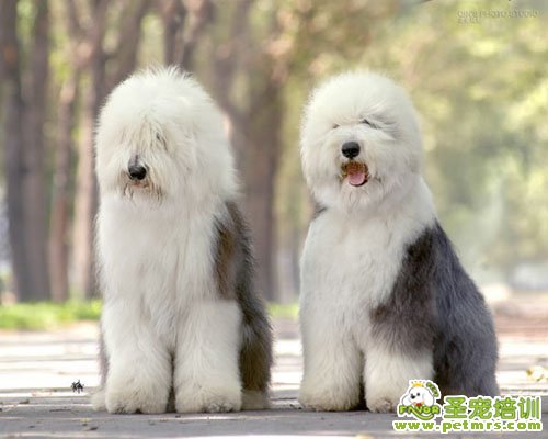 英國古代牧羊犬