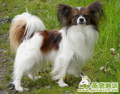 蝴蝶犬
