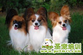 蝴蝶犬飼養