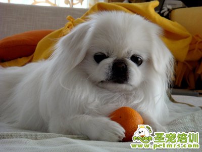 京巴犬