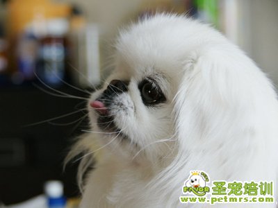 京巴犬