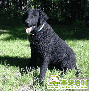 卷毛尋回犬