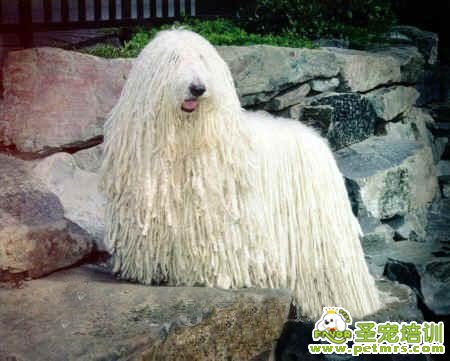 可蒙犬
