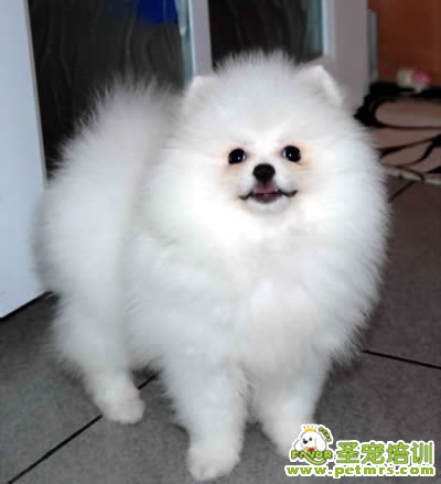 博美犬