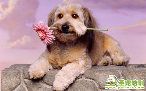 發情期母犬