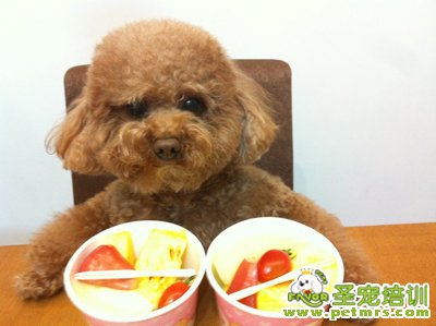 狗狗吃零食