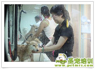 狗狗排隊洗澡