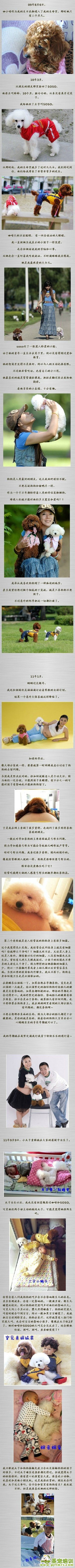 關于狗狗和孕婦和小孩的幸福生活